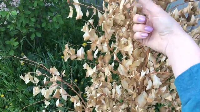 ПРОДОЛЖАЕМ СТРОИТЬ КРЫШУ🏠/ ЗАВАЛ НА УЧАСТКЕ 🥀🍃/ КОТ ЖИВЕТ ОДИН 🐈 смотреть онлайн