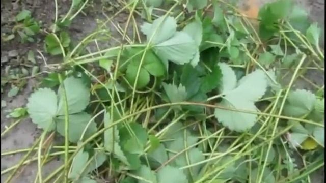 Обрезаем усы у клубники. смотреть онлайн