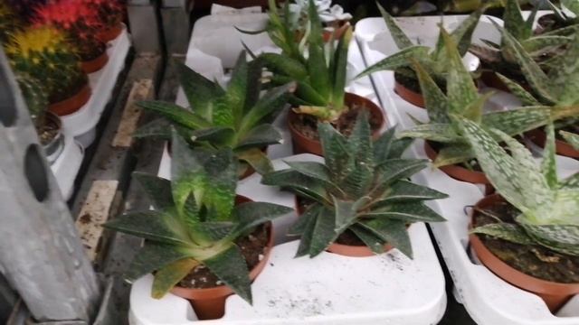 Восторг !!!Суккуленты в тц. Касторама г. Пермь.