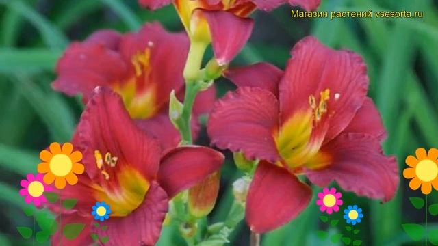 Лилейник гибридный Руби Стелла. Краткий обзор, описание характеристик hemerocallis Ruby Stella смотреть онлайн