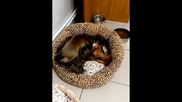 Петербургская Орхидея Персик и Юпик смотреть онлайн