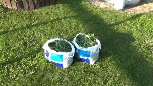 Влог.Дача.Как прогнать муравьев.Выкопали чеснок ИВАН ЧАЙ заготовка. Ласточкины детки .Щи. КОТЫ. смотреть онлайн