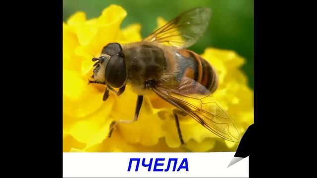 Насекомые - Презентация для детей. Карточки Домана смотреть онлайн