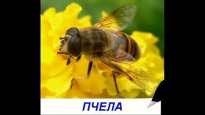 Насекомые - Презентация для детей. Карточки Домана