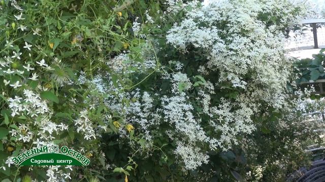 Клематис жгучий для авангардных посадок, для создания объема, особенности