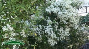 Клематис жгучий для авангардных посадок, для создания объема, особенности