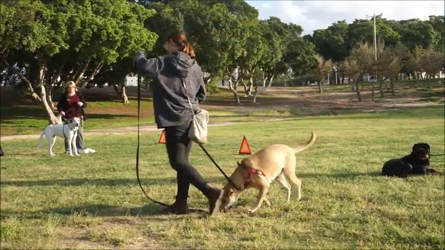 Диплом "Выбор Лучшего Друга" смотреть онлайн