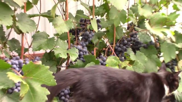 Сорт винограда Загадка Шарова смотреть онлайн