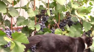 Сорт винограда Загадка Шарова