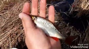 Рыбалка, Речица, 13.04.20.краснопёрочка клюёт.