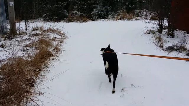 Сказочная Собака Сказка смотреть онлайн