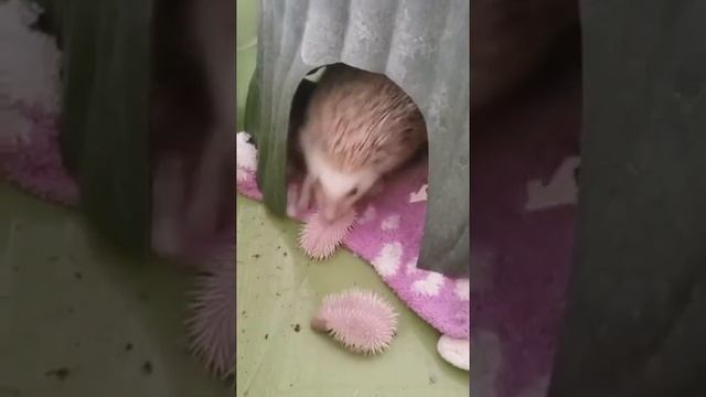 Ёжики розового цвета смотреть онлайн