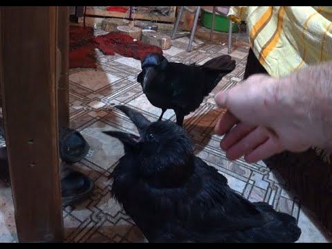 Однажды вечером. смотреть онлайн