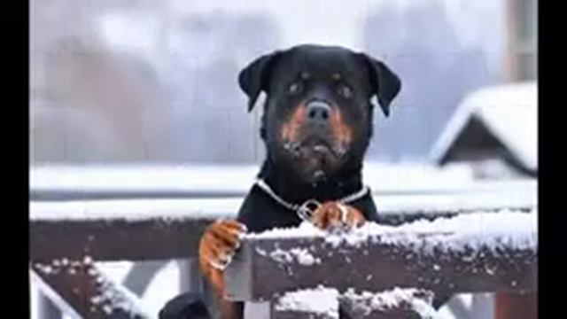 ротвейлер смотреть онлайн