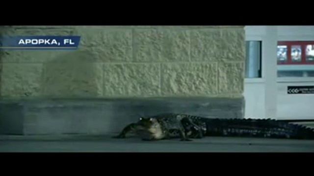 По улицам ходила большая крокодила смотреть онлайн
