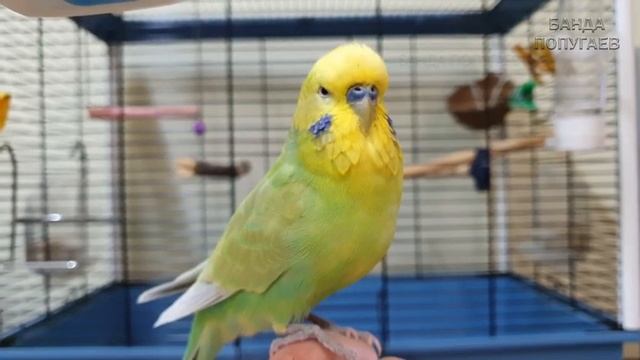 ? Учим попугая Рыжик говорить. Видеоурок 1: "Рыжик хорошая птичка" смотреть онлайн