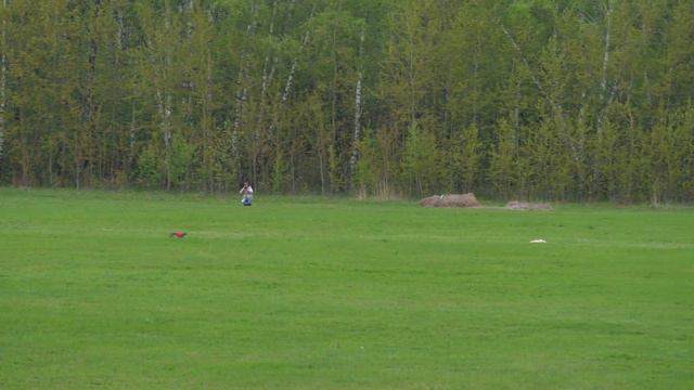 Левретка APRIORI STAR SIRIUS SUNNI BOY (к) и DONATELLA VOM ROTEN SCHOPF (б) смотреть онлайн