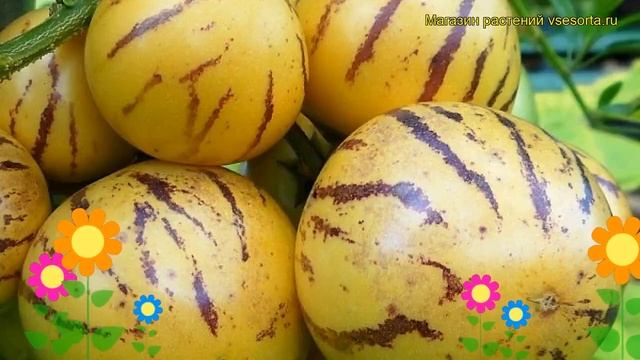 Пепино Консуэло. Краткий обзор, описание характеристик, где купить solanum muricatum Konsuelo смотреть онлайн