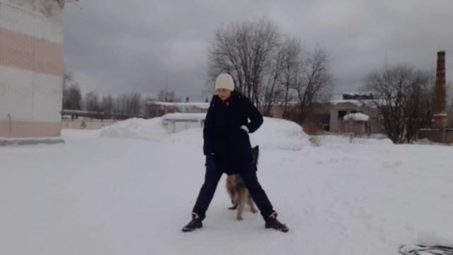 Незваный гость. собака. дрессировка. трюки. фристайл