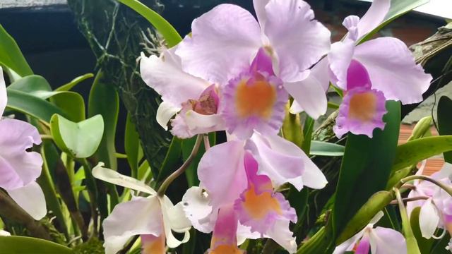 Orquídea Cattleya trianae смотреть онлайн