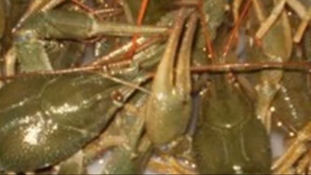 Сколько варить раков смотреть онлайн