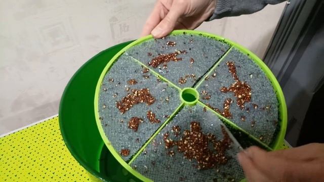 Проращиваем микрозелень из семян брокколи в проращивателе ДоброСад. День второй. смотреть онлайн