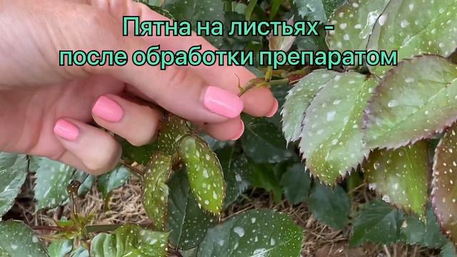 Сделайте в июне такую обрезку роз для пышного цветения смотреть онлайн