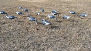 самодельные чучела гусей из строительной пены