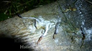 Уксус.Табак.Сода. Против слизней. КАК ИЗБАВИТЬСЯ ОТ СЛИЗНЕЙ на огороде. Способы борьбы со слизнями