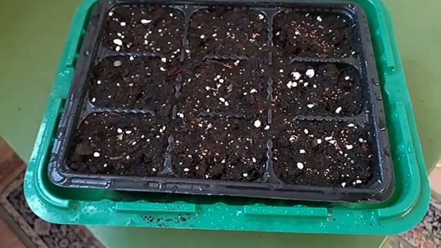 Сею ремонтантную землянику????Без снега и стратификации!❄ Очень быстро и легко смотреть онлайн