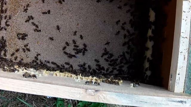 Привез среднерусских пчёл. смотреть онлайн