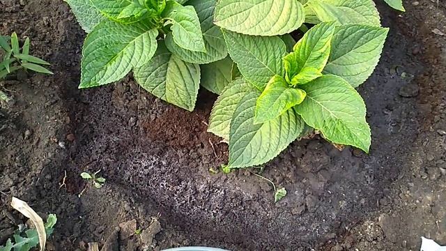 Гортензия.Подкормка для закладки цветочных почек и зимовки. смотреть онлайн