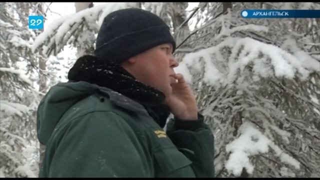 Можно ли срубить ёлку в лесу смотреть онлайн