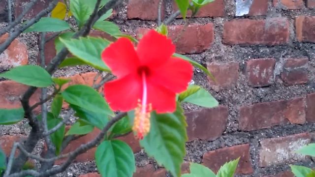 Hibiscus flower смотреть онлайн