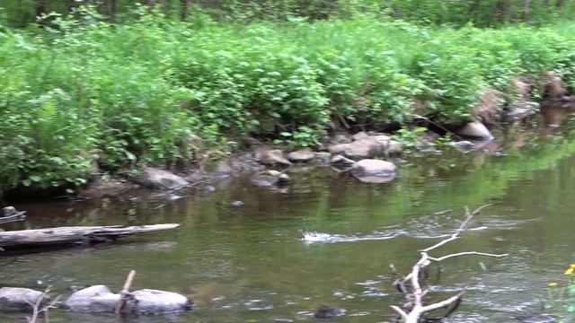 Хариус - рыбалка на таёжной реке #2 смотреть онлайн