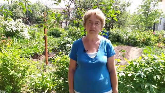 ЖИМОЛОСТЬ СЪЕДОБНАЯ - САМАЯ РАННЯЯ ЯГОДА. ПОЛЕЗНЫЕ СВОЙСТВА, СОРТА, ТРЕБОВАНИЯ К ПОСАДКЕ. смотреть онлайн