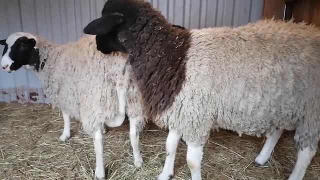 Баранчики от дорпера черноголового 75% и 87%(с белой полосой на морде) смотреть онлайн