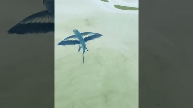 В заливе Восток в Приморье туристы заметили тропическую летучую рыбу. смотреть онлайн