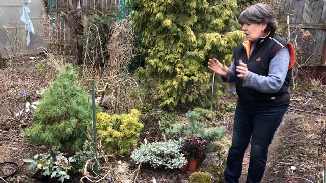 Интересная композиция из хвойных и морозников радует вас весь сезон смотреть онлайн