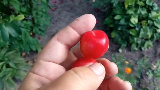 Алыча сорт Абрикосовая. Гибрид алыча + абрикос смотреть онлайн