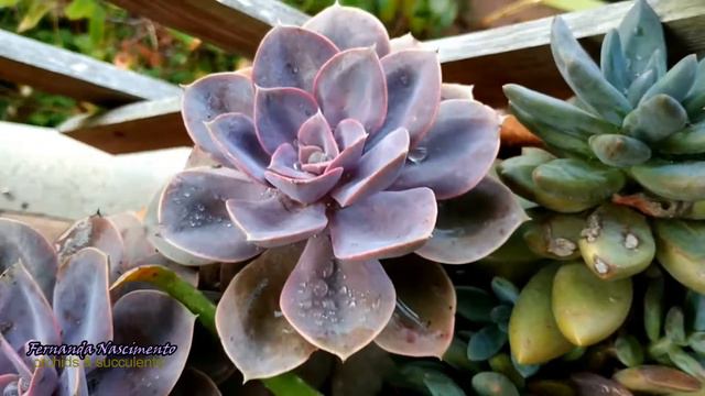 SUCCULENT update with identification NAMES August 2019 RESUMO em português смотреть онлайн
