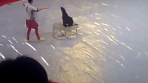 Песня морского котика