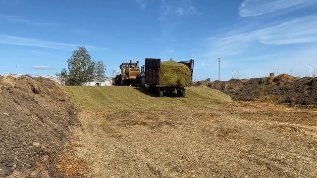 Завоз кукурузного силоса в земляную траншею смотреть онлайн