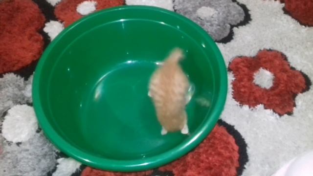 Забава для котёнка. Завели котёнка. Игра из подручных средств. рыжий котёнок смотреть онлайн