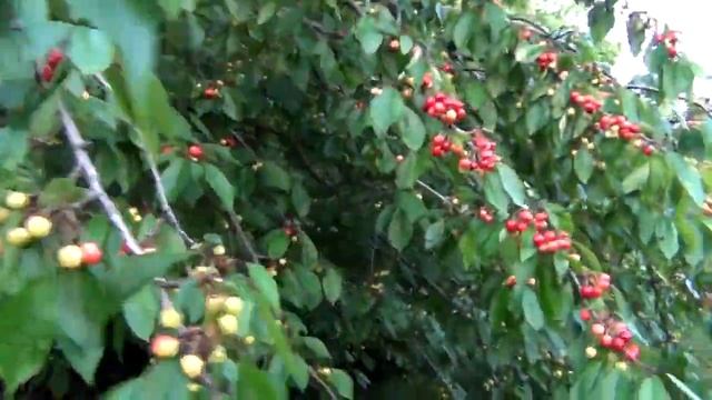 Хелат -ЭмЭко, феноменальная черешня! смотреть онлайн