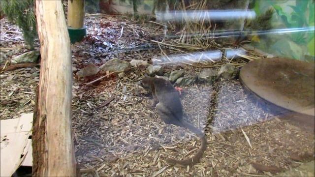 Фосса. 29.11.21 г. смотреть онлайн