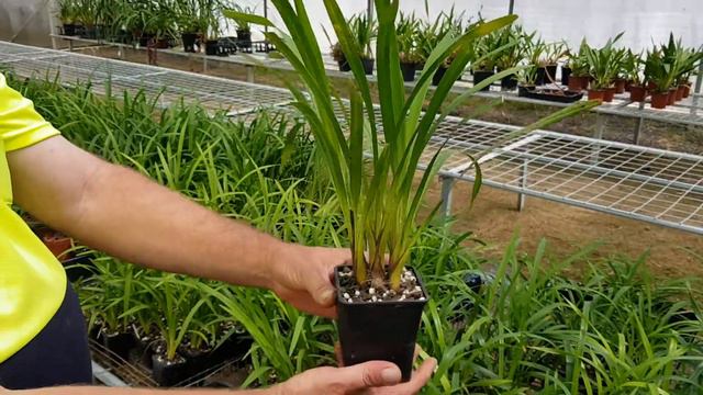 Lot 48 - Cymbidium Eburneum 4n (select)