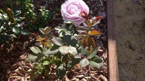 Цветение японской розочки Голубой Шторм? в Подмосковье!