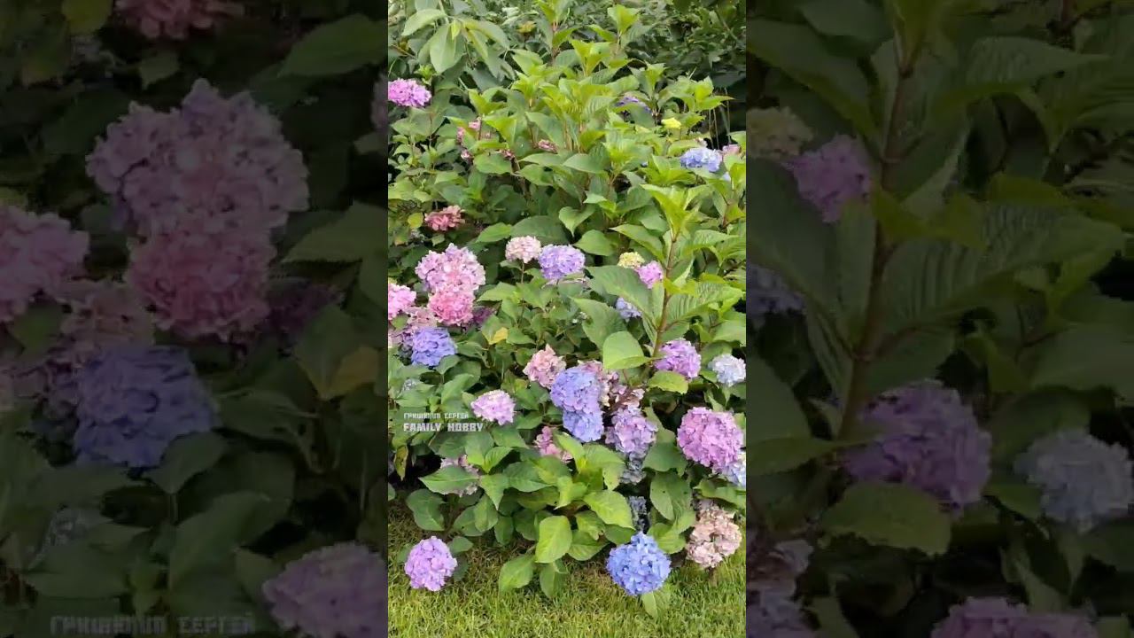 #гортензия # Бесконечно лето Блум Стар 10 августа в нашем саду смотреть онлайн