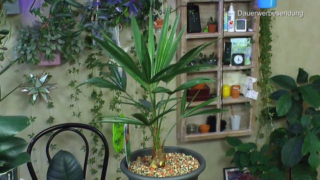 Alocasia Stingray umtopfen, Gummibaum Experiment neu, Ficus Benjamini in der Wasserkultur смотреть онлайн